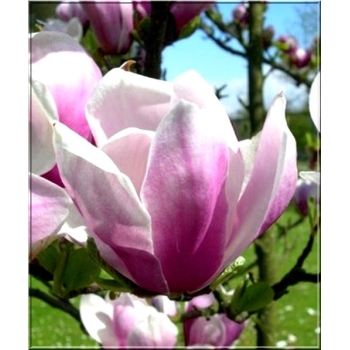 Magnolia pośrednia  ALEXANDRINA